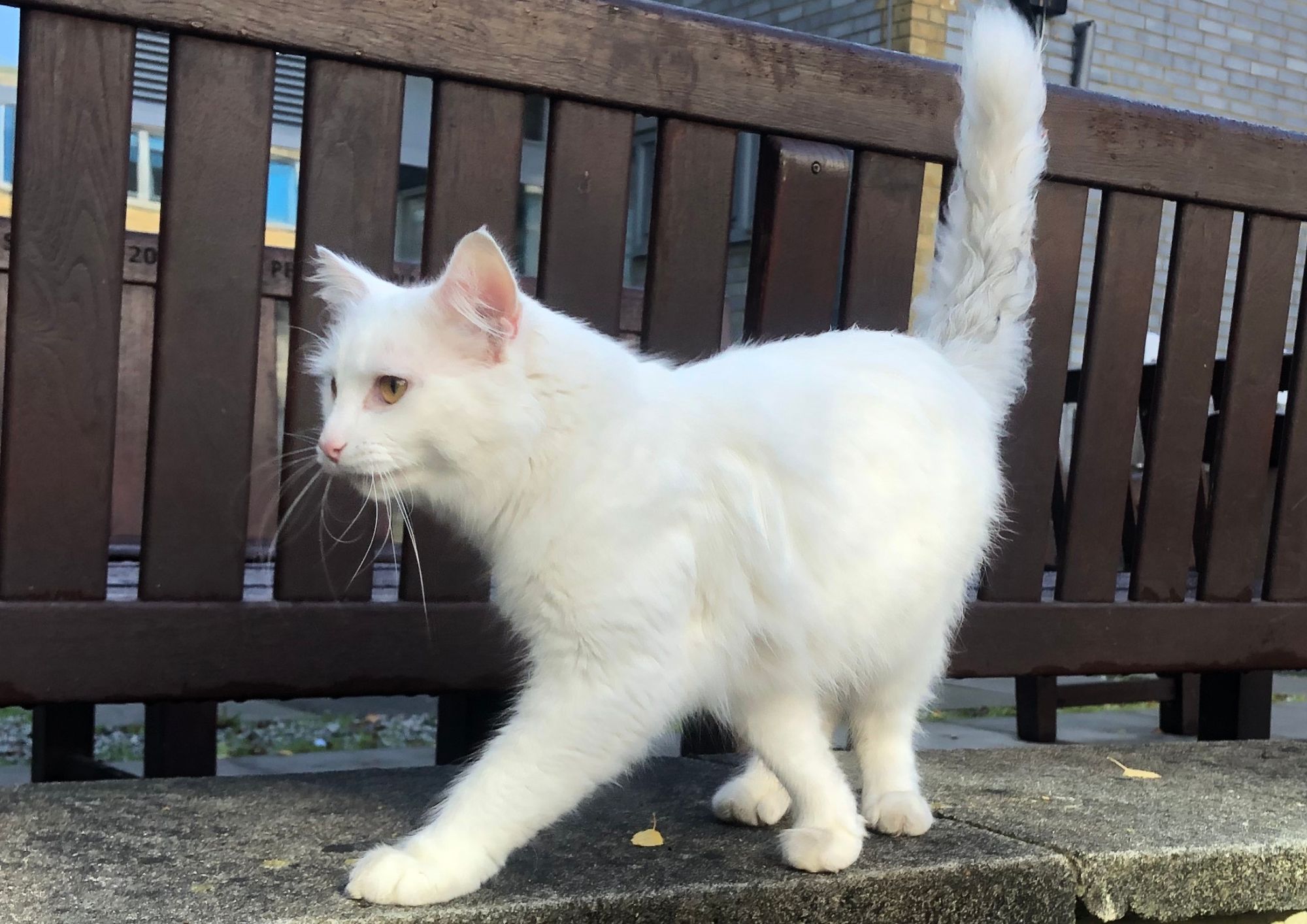 Everybody loved Alaska (apart from dogs)! ‘Local celebrity’ run over by car alaska cat (1)