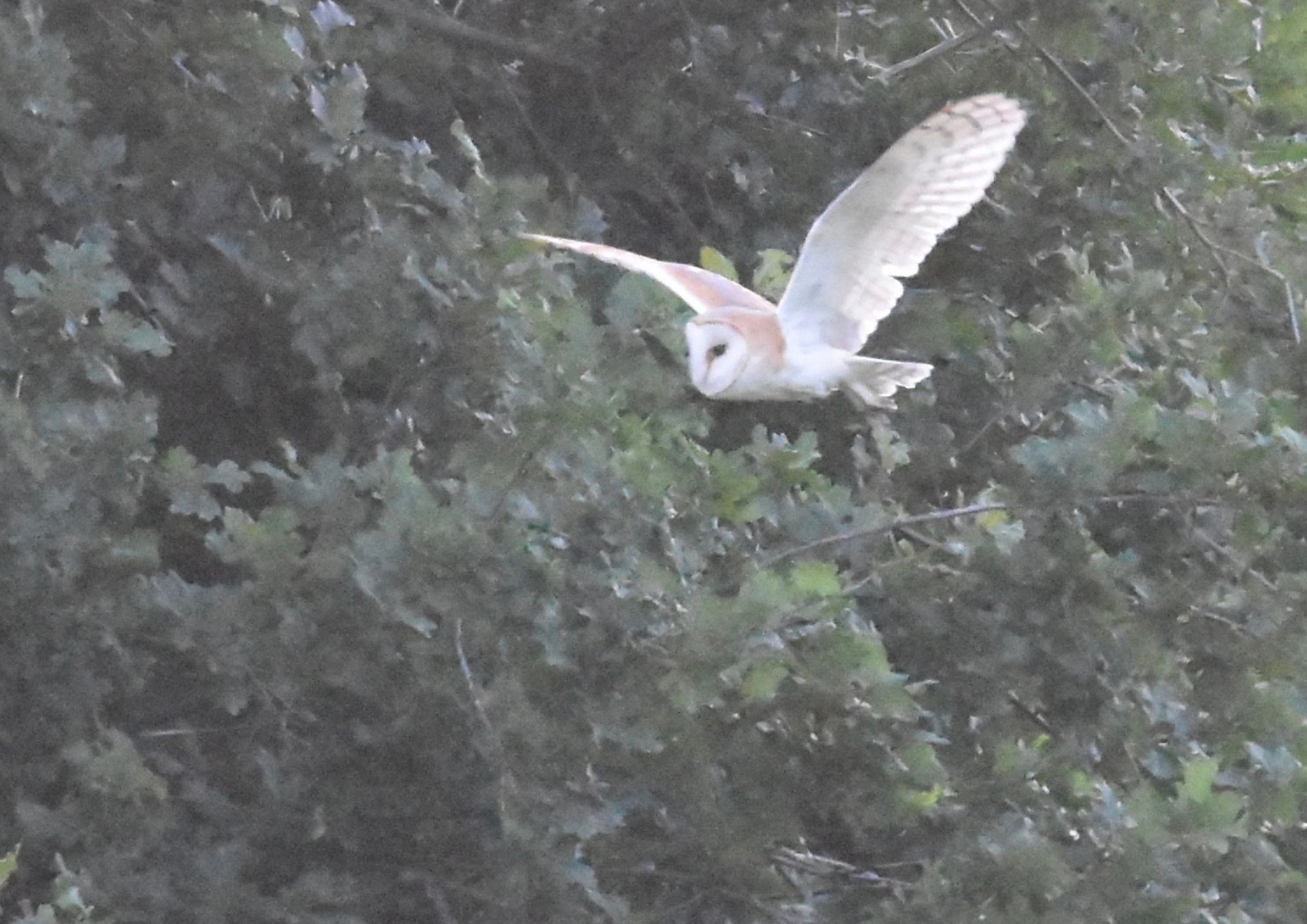 First sighting of Barn owl on Hampstead Heath since 1946 barn owl (1)