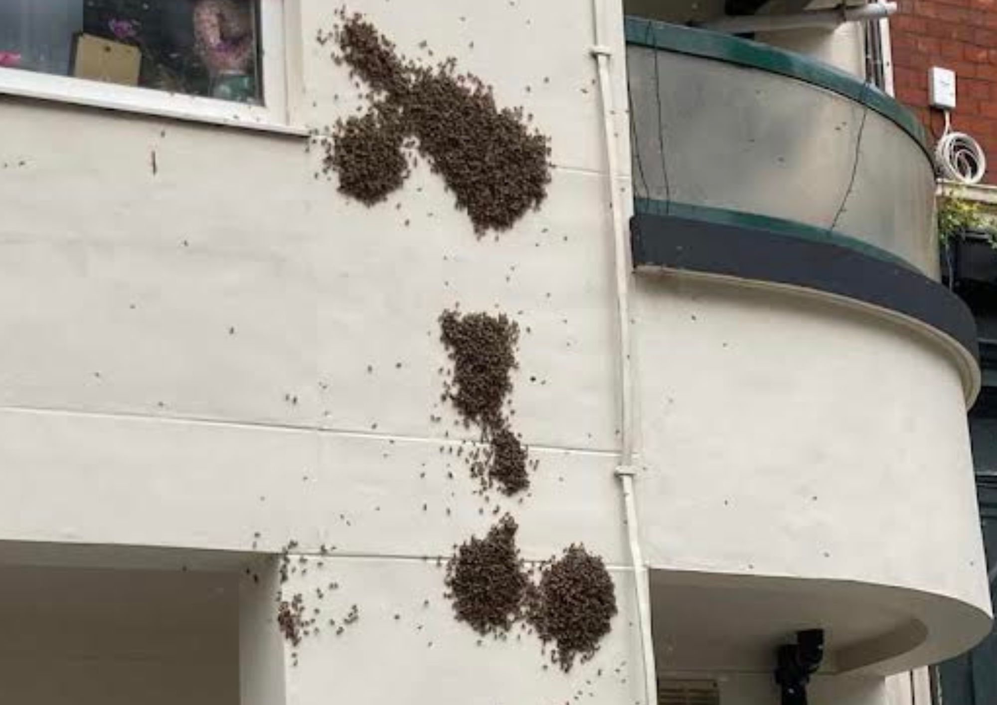 Hive alive! Swarm in search for new home bees (6)