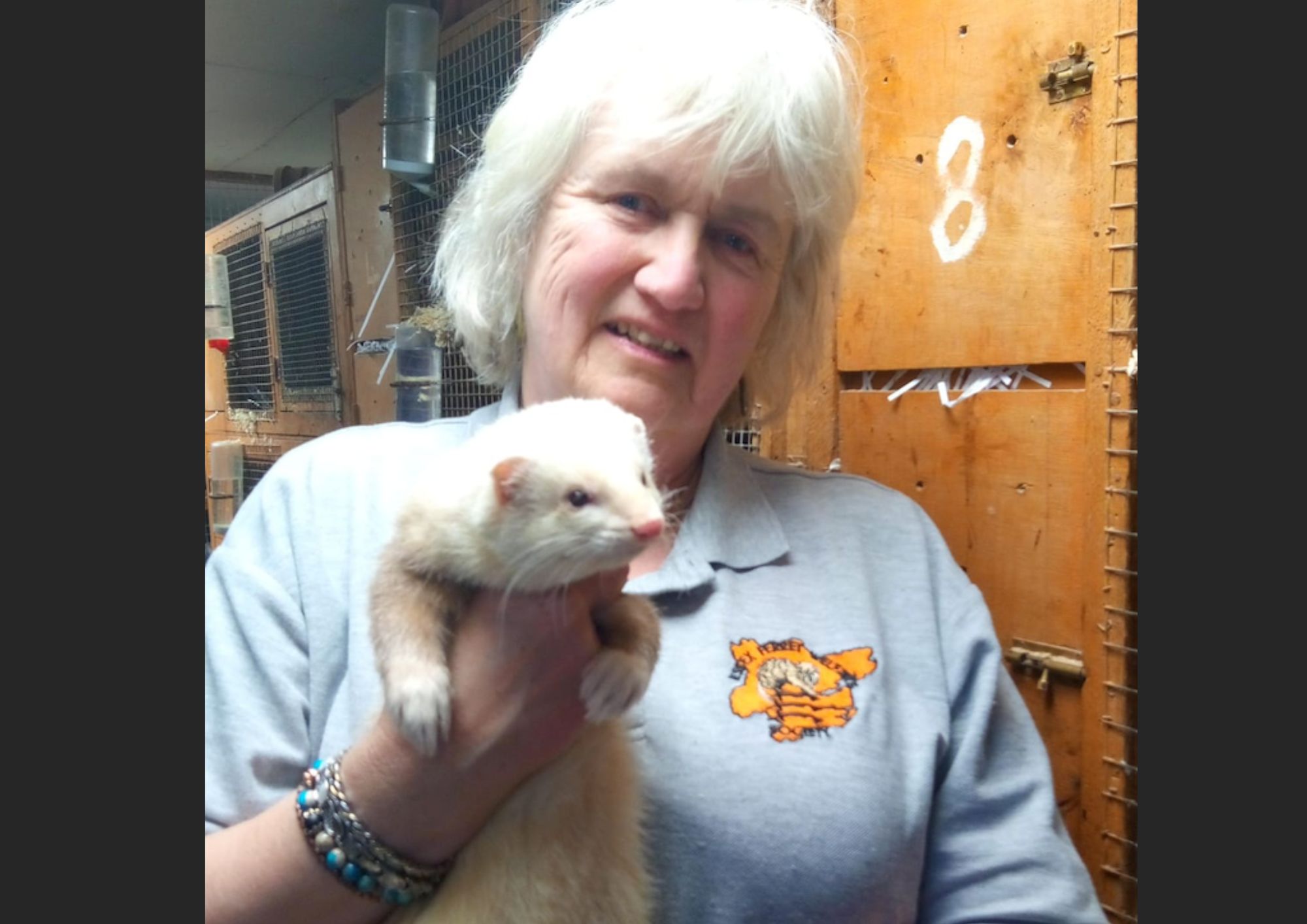 Ferret found walking down Gospel Oak street beha (1)