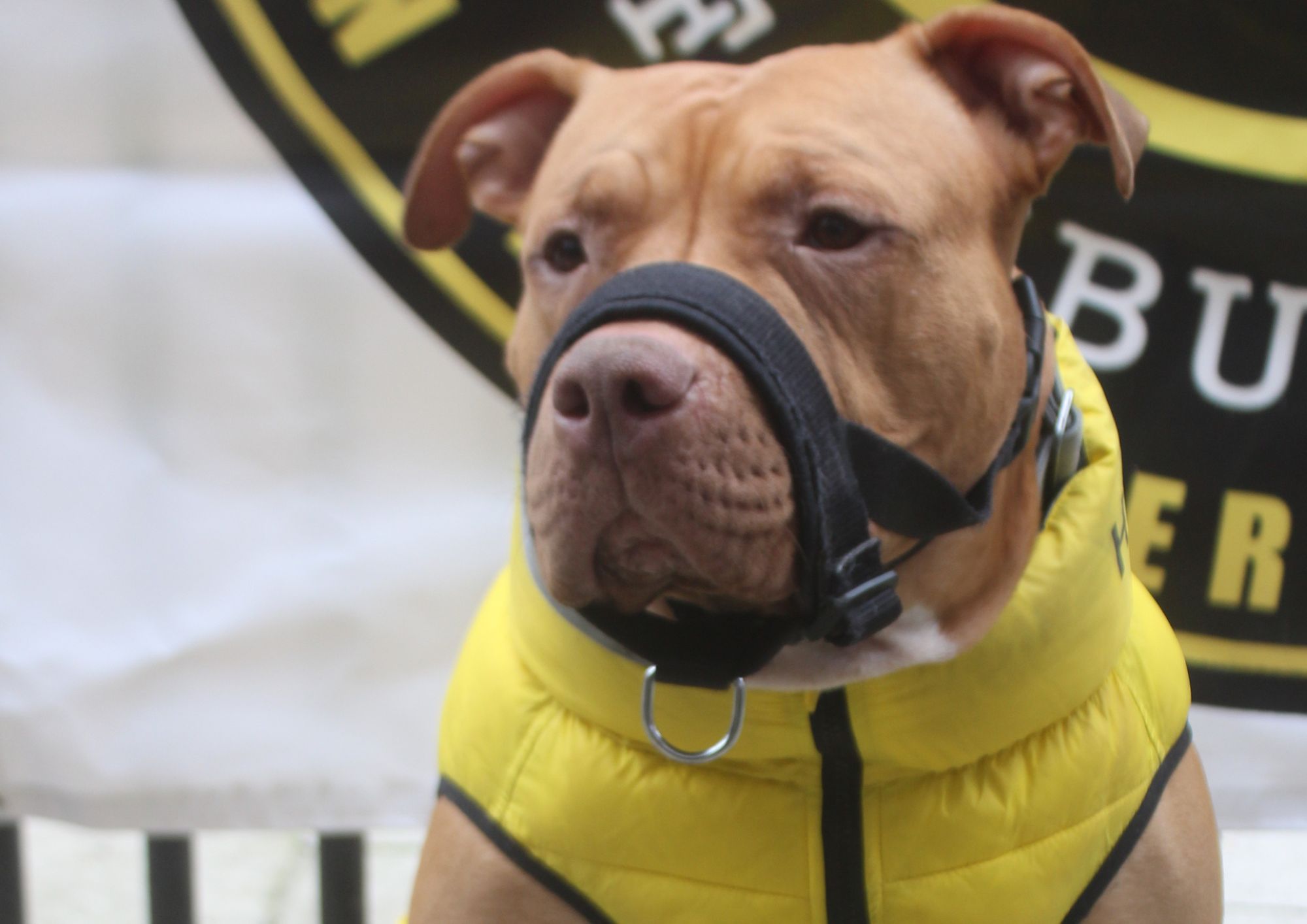 ‘Don’t evict our Bully XL dogs!’: Camden urged to ignore call for ban on estates by dog trainer bully xl (1)