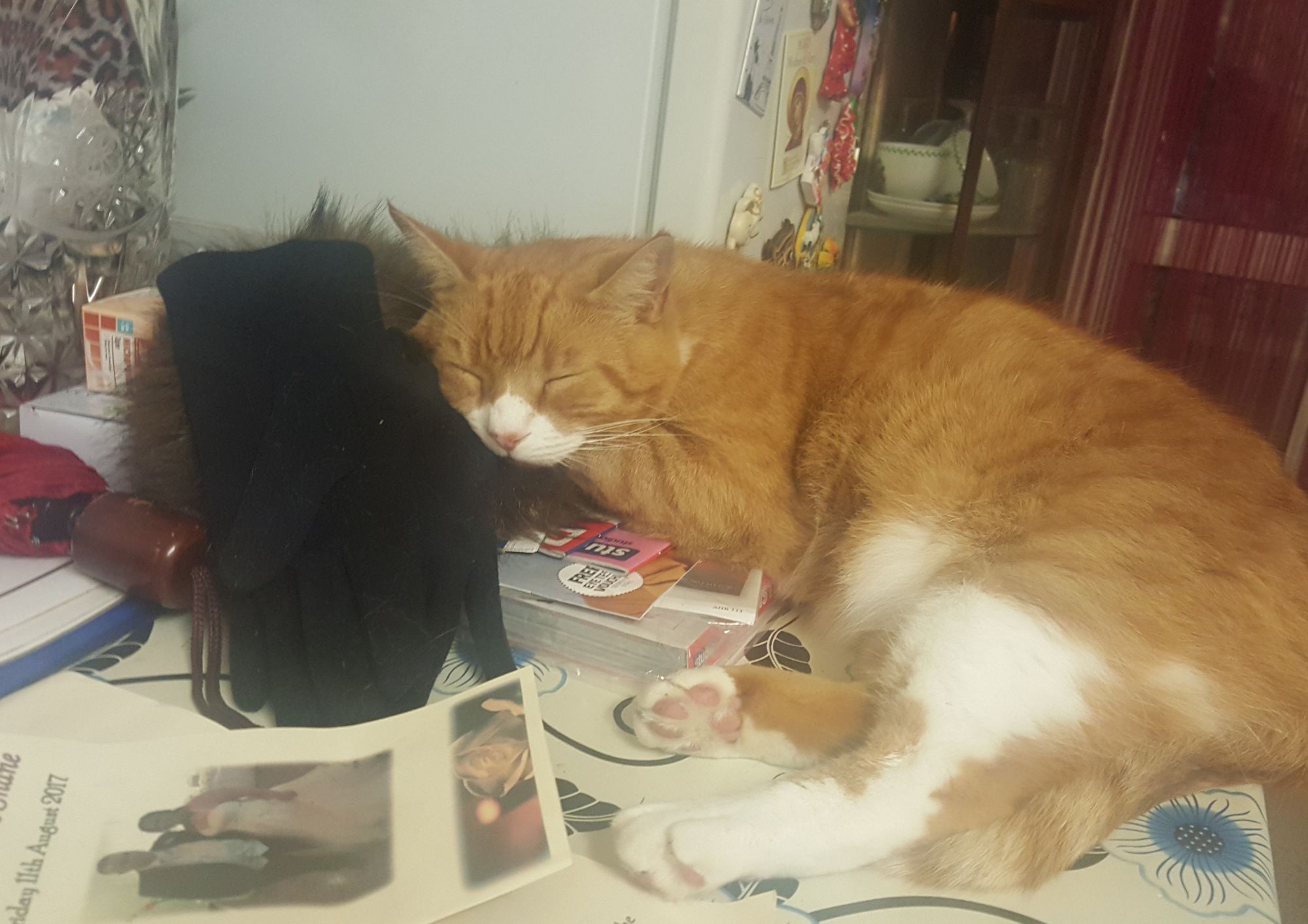 Cat dies after being shot on balcony cat couple (1)