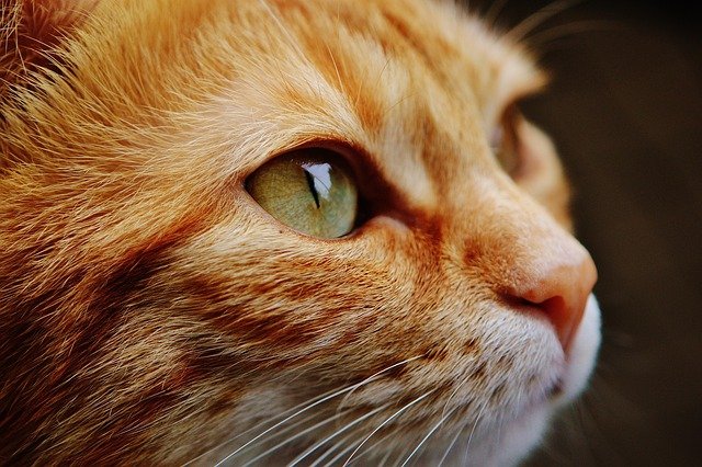 Cats need new homes as cost of owning pets becomes too much cat-gf71efe6b5_640