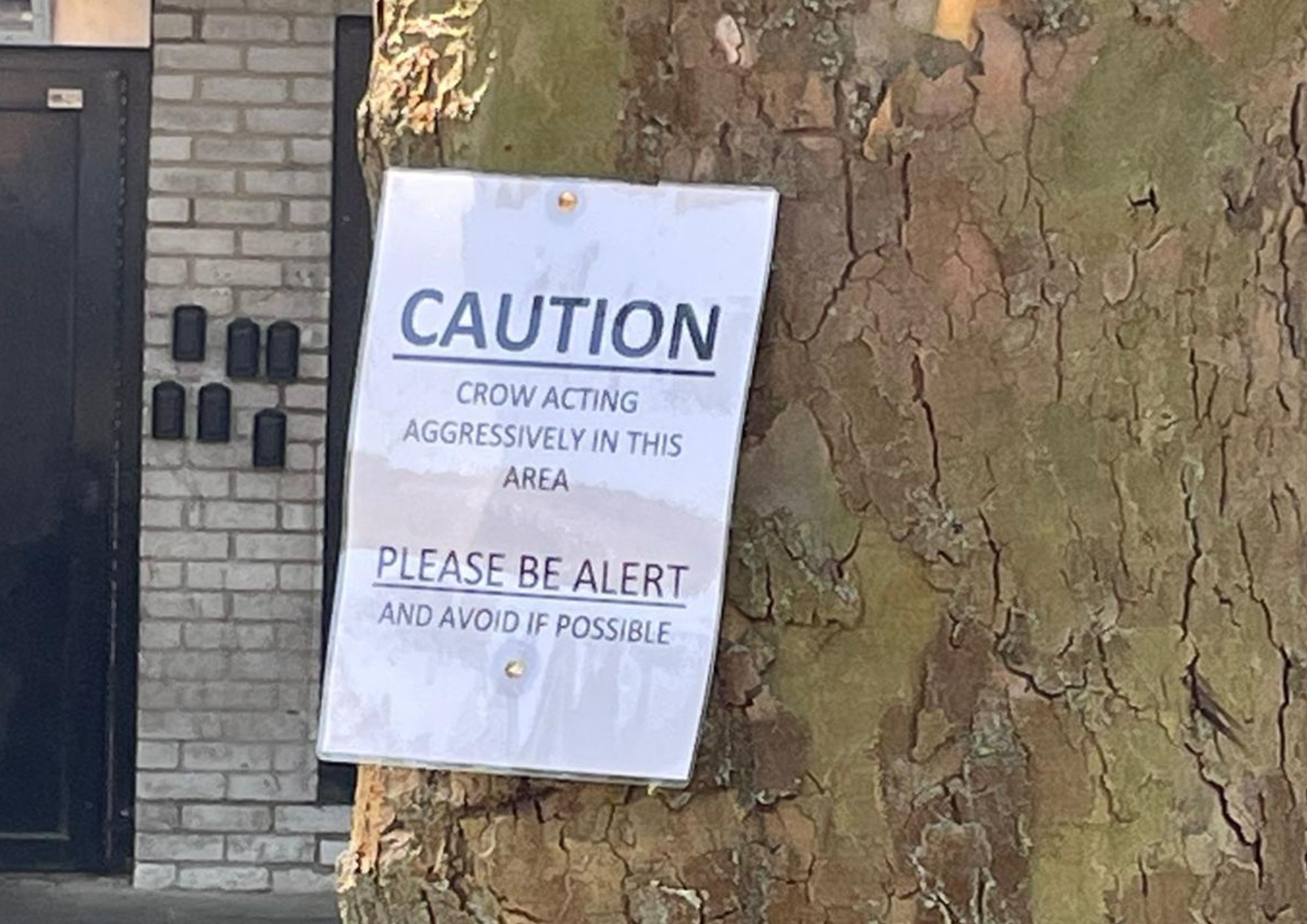 New signs warn of Gospel Oak crow attacks crow signs (1)