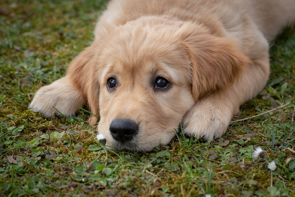 Dog owner nails pet’s poo to tree near primary school dog-4372036_960_720