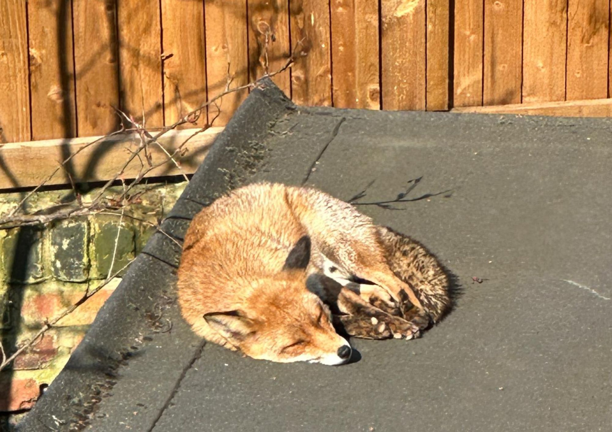 Farewell fantastic fox! Woman tells of special bond with street animal fox kendrick (1)