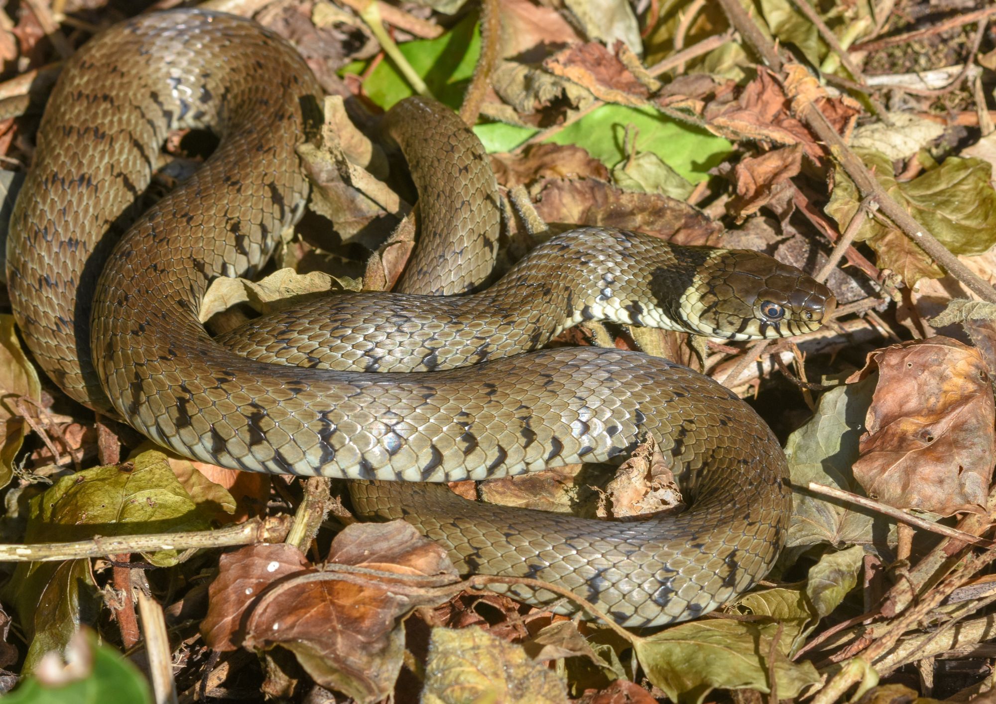 Seen a snake on Hampstead Heath lately? hampstead heath snake