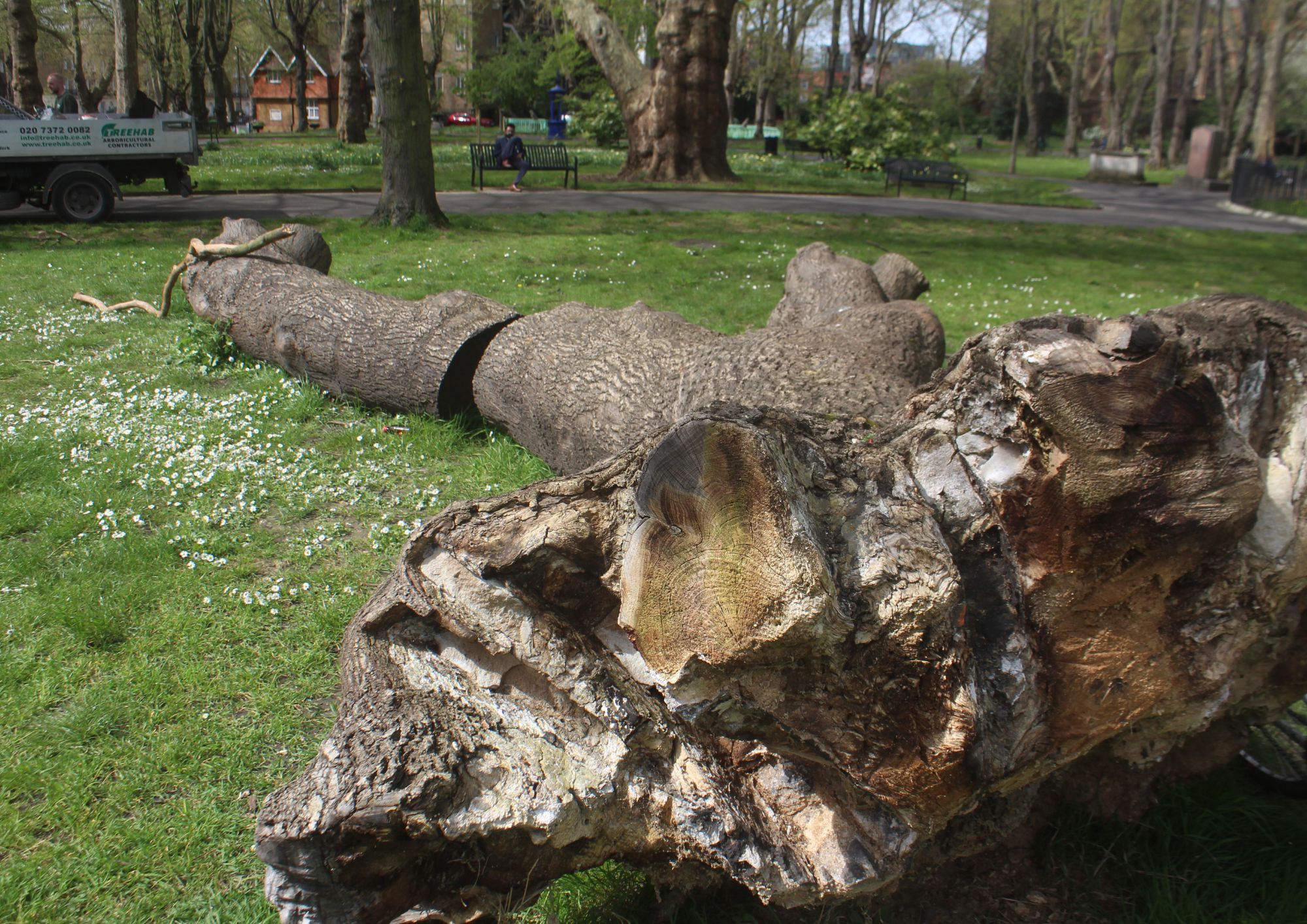 New Hardy tree planted in St Pancras Gardens for writer hardy graves (4)