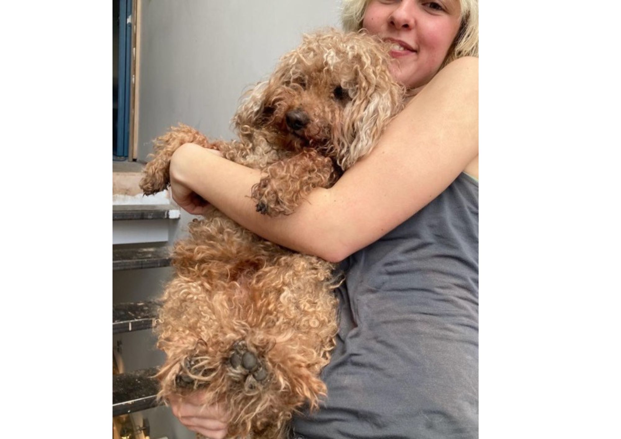 Family’s pain as Harvey the poodle dies in ‘dog on dog’ high street attack harvey dog died