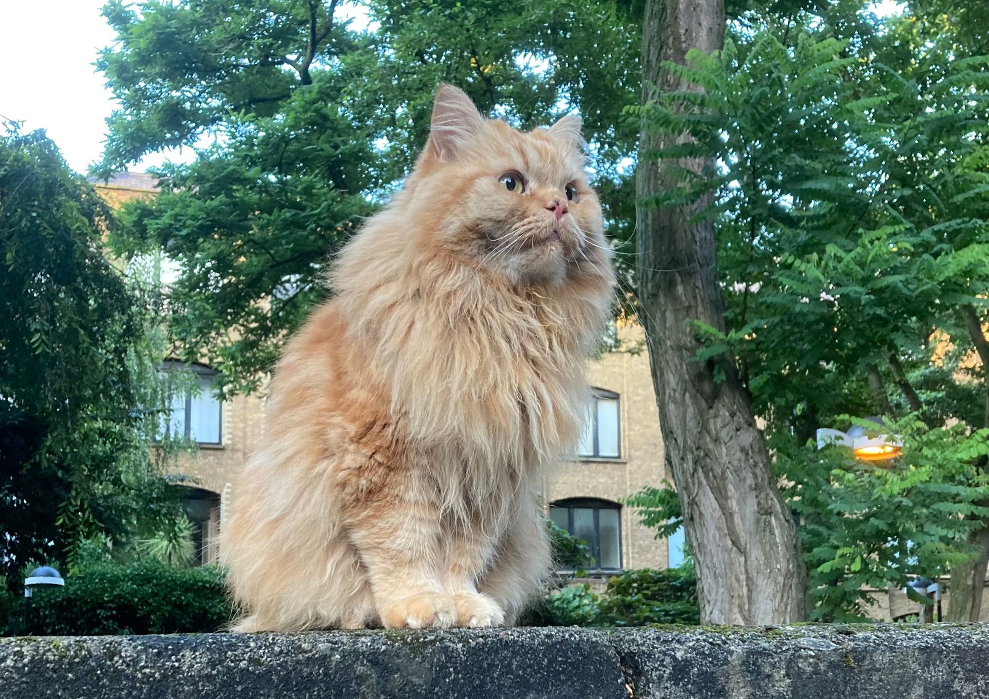 Kit-and-run: Devastated owner says drivers who run over cats should face penalties hercules cat died (1)
