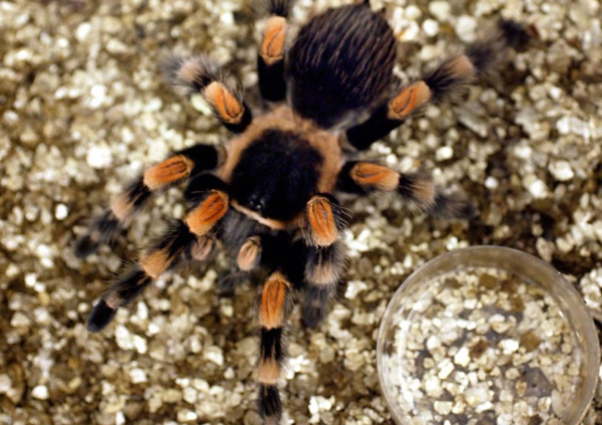 Don’t be scared… it’s only an incy wincy spider mexican red knee spider zsl