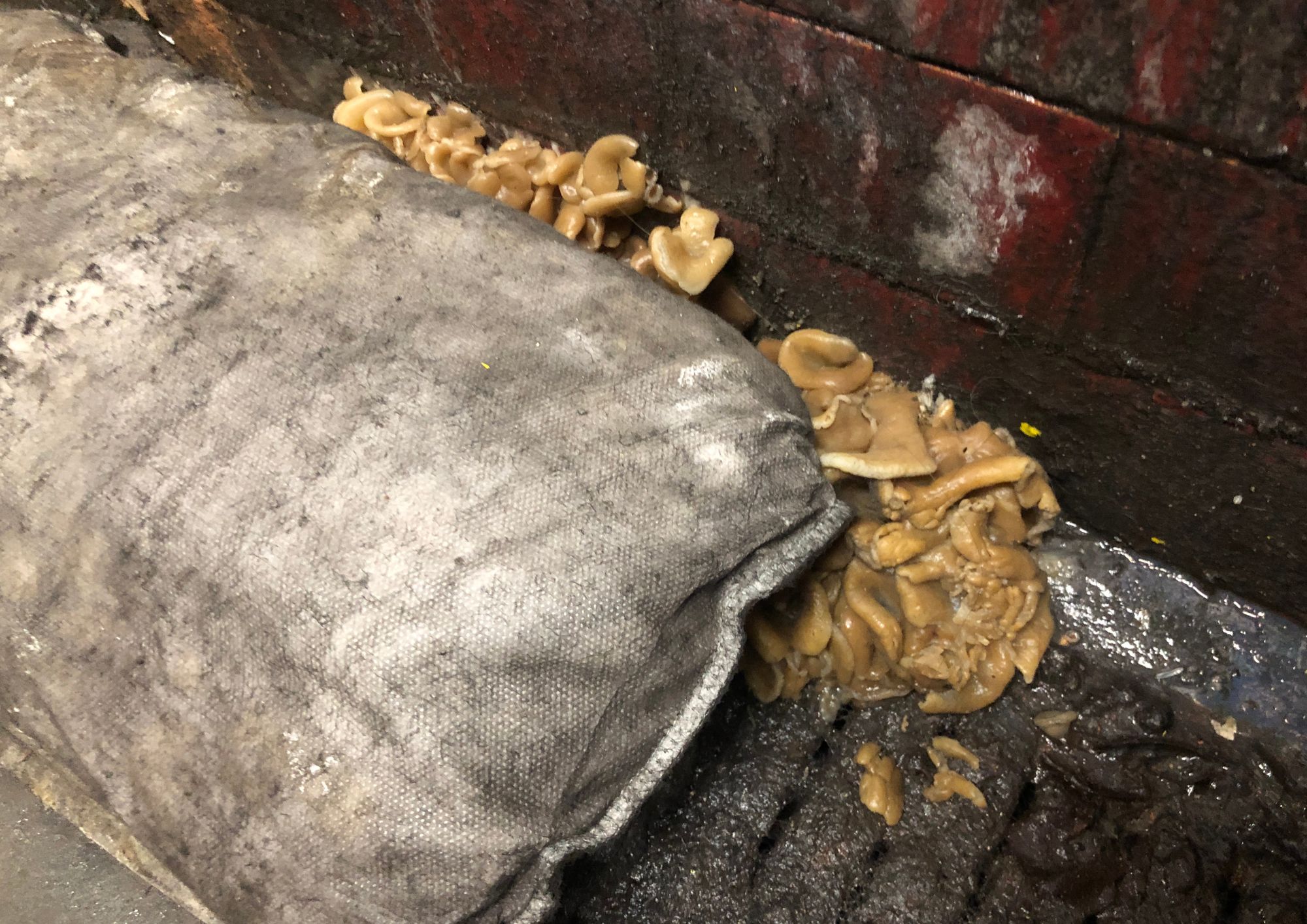 Who says there’s not mushroom on the tube? Fungi found growing in depths of station mushrooms