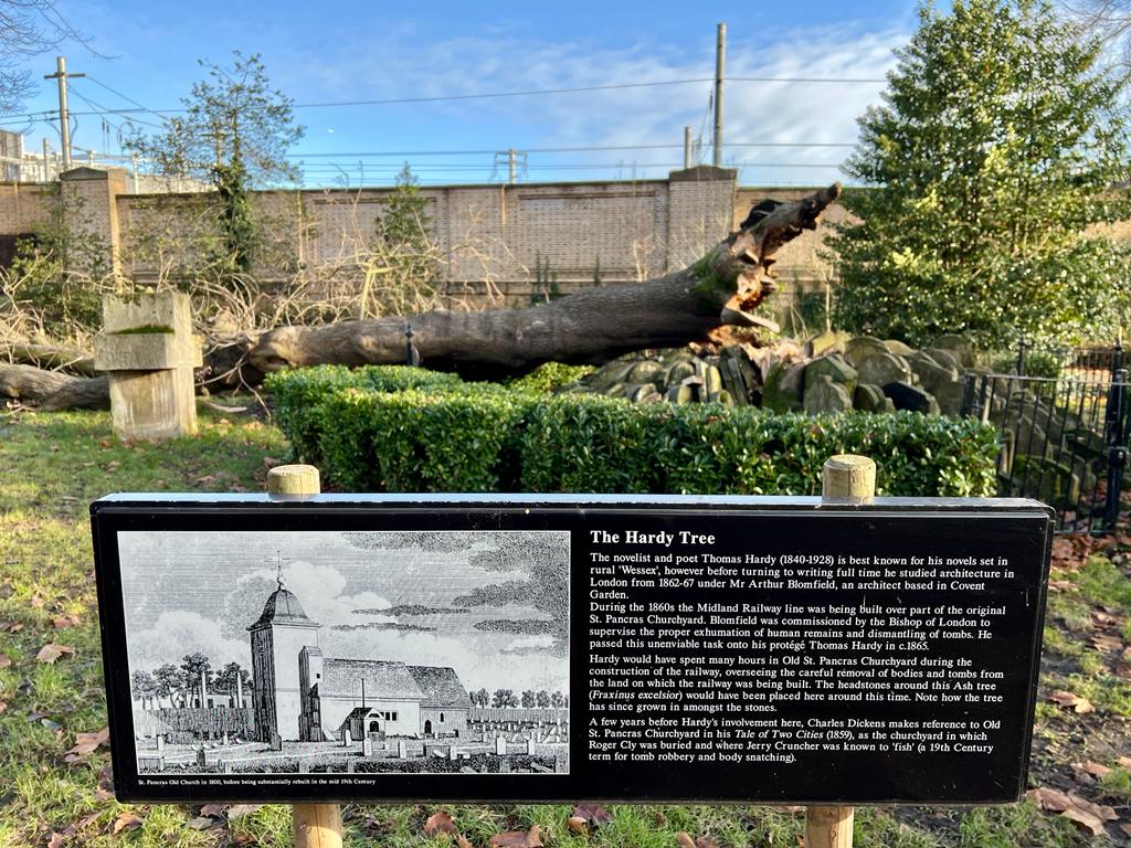 The historic Hardy Tree has fallen Hardy Tree Simon LamrockPHOTO-2022-12-27-12-14-12