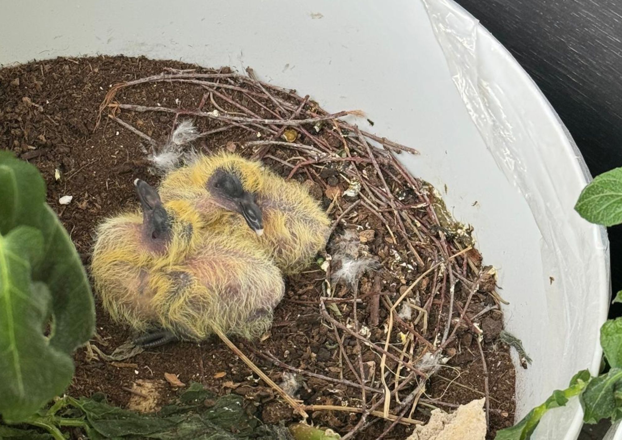 Pigeons hatch among potato plants pigeon (1)
