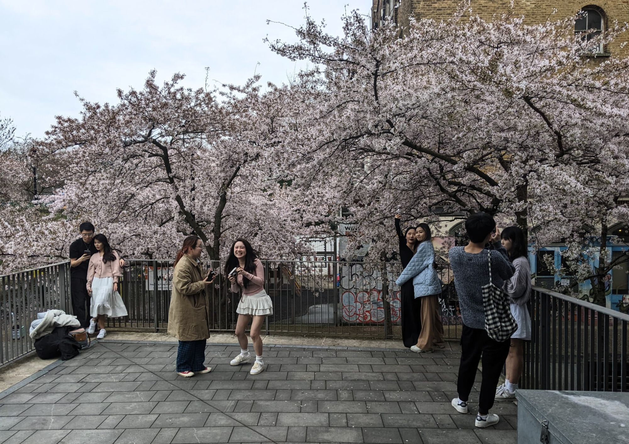 Rush for selfies at Swiss Cottage sakura trees sakura 2024