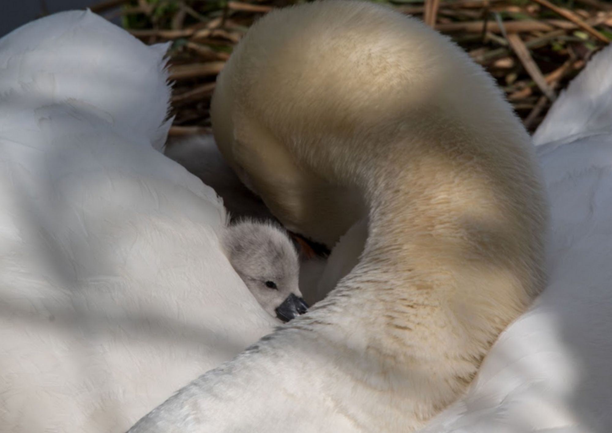 Swan rescue on Hampstead Heath swan rescue heath louisa green (1)