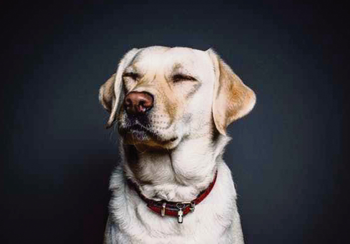 Upcoming events: 30 September – 3 October Top-Dog-Film-Festival